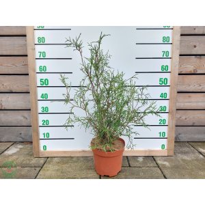  Tuja západná (Thuja occidentalis) ´OHLENDORFII´ - výška 60-80 cm, kont. C5L